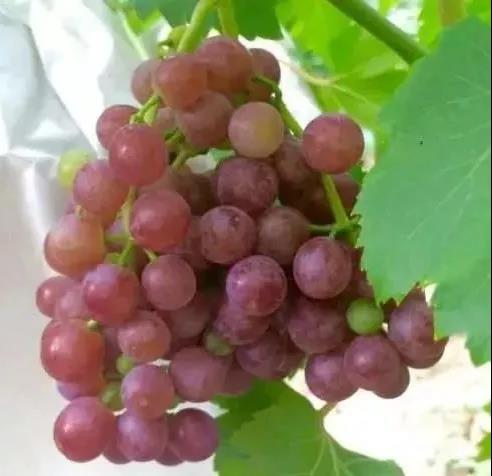 微信圖片_20191219101747.jpg 微信圖片_20191219101747.jpg