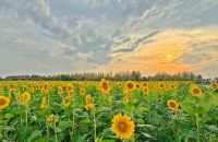 西咸新區(qū)600畝向日葵海已綻放