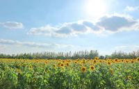 西咸新區(qū)這處600畝向日葵花海藏著初秋驚喜
