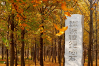 漢景帝陽陵博物院2025年“金秋踏古·銀杏季”系列活動啟幕